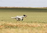 SETTER ANGLAIS 196